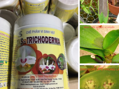 TRICHODERMA   nấm đối kháng hoa lan, hoa cảnh, kiểng 3