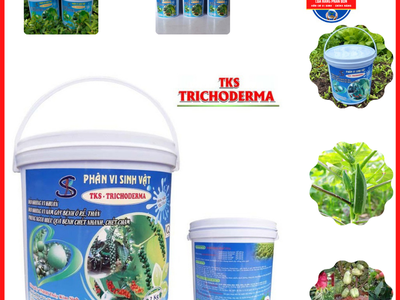TRICHODERA - Nấm đối kháng 4