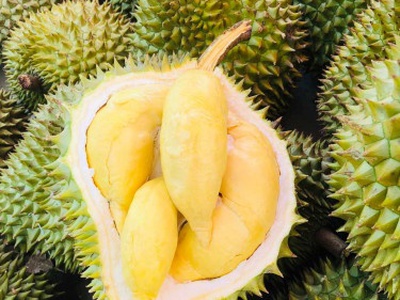 Lộc Nam Farm - địa chỉ bán sầu riêng Đồng Nai giá tốt uy tín 0