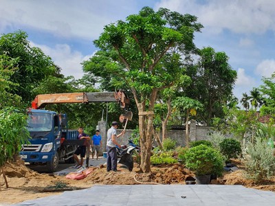 Dịch vụ cắt tỉa cây xanh Tam Kỳ Quảng Nam uy tín giá rẻ 0