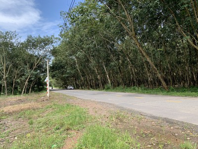 Đất khu tái định cư gần UBND xã Phước Sang 1