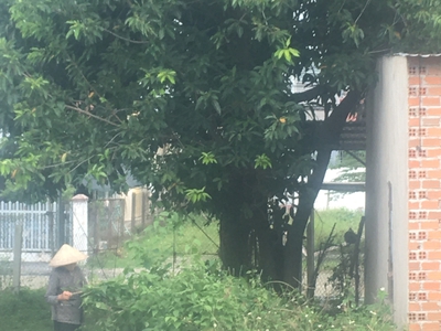 Bán cây lá vối 20 năm tuổi tại Nha Trang 0
