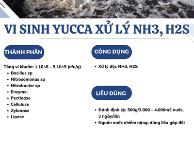 Vi sinh Yucca xử lý NH3, H2S 1