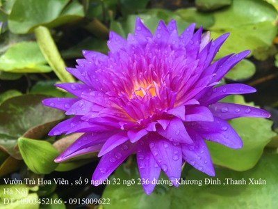 Bán hoa Súng Thái Lan loài hoa mang nhiều hương sắc đẹp nở hoa quanh năm tại Hà Nội 4