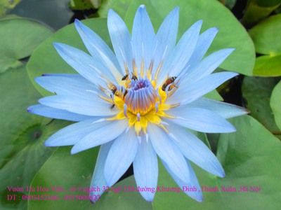 Bán hoa Súng Thái Lan loài hoa mang nhiều hương sắc đẹp nở hoa quanh năm tại Hà Nội 6