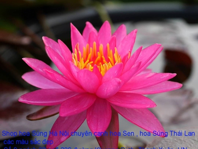 Bán hoa Súng Thái Lan loài hoa mang nhiều hương sắc đẹp nở hoa quanh năm tại Hà Nội 3