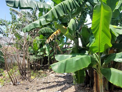 Bán gấp lô đất gần khu aeon mail bình tân -270m2 full thổ cư chỉ hơn 38 triệu trên m2 0