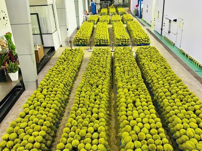 Pallet nhựa cũ tại Bình Phước, miễn phí giao hàng tận nơi Hiện nay trê 0