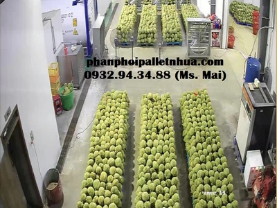 Pallet nhựa cũ tại Bình Phước, miễn phí giao hàng tận nơi Hiện nay trê 7