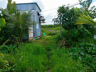 Gia đình tôi cần bán gấp lô đất vườn, diện tích 1000m2, giá 400tr 2