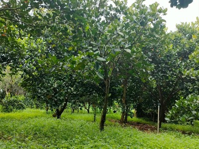 Gia đình tôi cần bán gấp lô đất vườn, diện tích 1000m2, giá 400tr 0