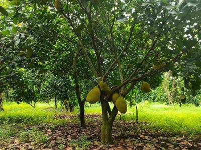 Gia đình tôi cần bán gấp lô đất vườn, diện tích 1000m2, giá 400tr 1