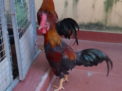 Bán gà tre Bắc tít 0