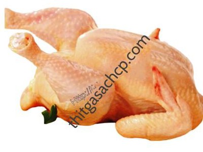 Công ty phân phối thịt gà sạch, thịt gà tươi công nghiệp CP 13