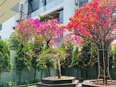 Biệt thự sân vườn Sao Đỏ 200m ngay gần Cầu Võ Nguyên Giáp GIÁ 15.5 tỉ 2