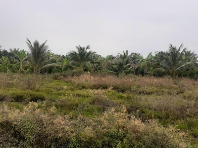 Bán 1,2công đất Long Hoà A,Long Định,Châu Thành,Tiền Giang 2
