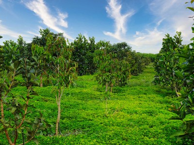 Mẫu nhà vườn nghỉ dưỡng sinh thái ven biển ấn tượng 2022 1