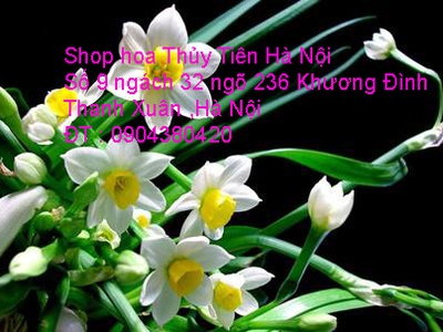 Bán hoa Thủy Tiên gọt trổ đẹp nở hoa đúng Tết năm mới Quý Mão 2023 2