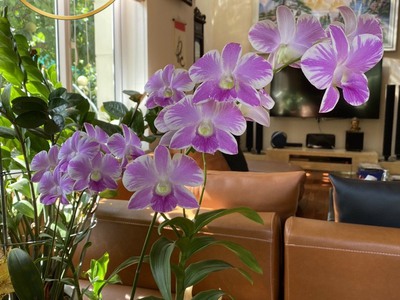 K69.v3 home cho thuê villa sân vườn tại khu biệt thự sao đỏ 6 ngủ full đồ 3