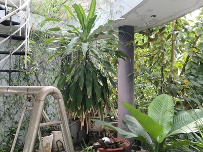Cần bán loa cổ đang nghe tốt 1181