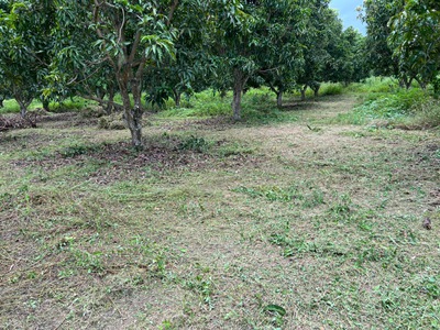 Cần bán loa cổ đang nghe tốt 1525
