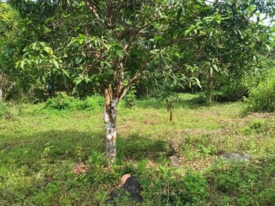 Cần bán loa cổ đang nghe tốt 4396