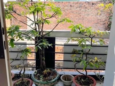 Cần bán loa cổ đang nghe tốt 4519