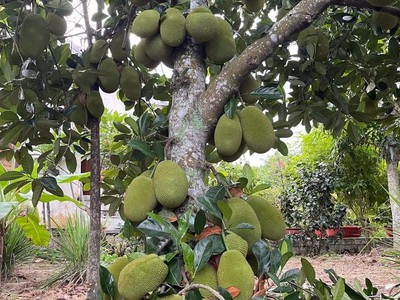 Cần bán loa cổ đang nghe tốt 4337