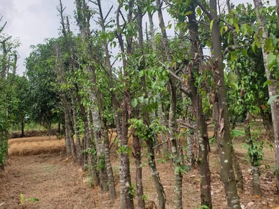 Cần bán loa cổ đang nghe tốt 4338