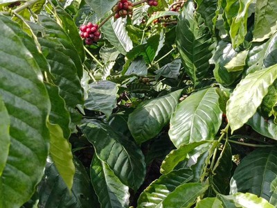 Cần bán loa cổ đang nghe tốt 3957