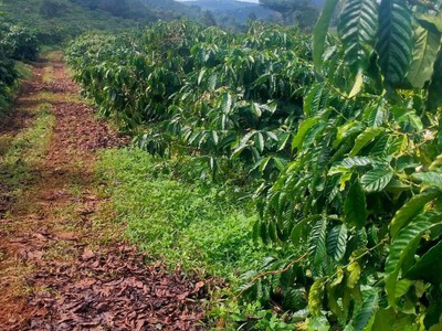 Cần bán loa cổ đang nghe tốt 3959