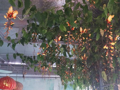 Cần bán loa cổ đang nghe tốt 5777