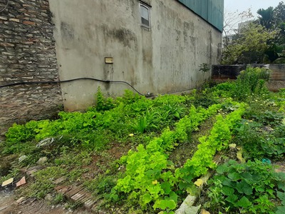 Đất Nhà Văn Hóa Thọ Am   Liên Ninh, ngõ nông yên tĩnh an sinh đỉnh, 31m2 1 tỷ. 1