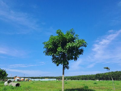 Bán đất nền 0