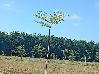 Bán đất nền 1