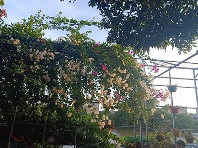 Bán nhà đất tiền Hải thái bình 1