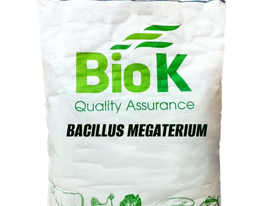 Bacillus megaterium: xử lý đáy ao nuôi thủy sản 0