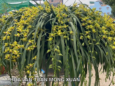 Hoa Lan Tả Phìn Sapa 6