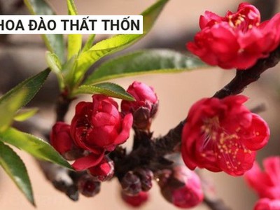 Hợp tác xã Hoa Sapa 4