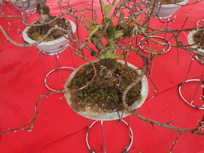 Hợp tác xã Hoa Sapa 0