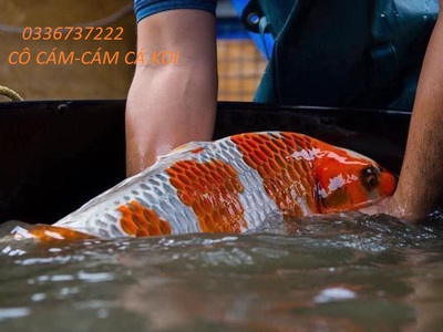 Cho thuê pjongf khép kín chính chủ t2 292