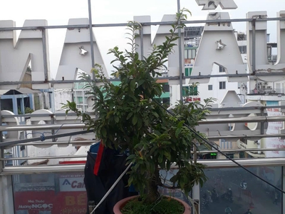Cho thuê pjongf khép kín chính chủ t2 2435
