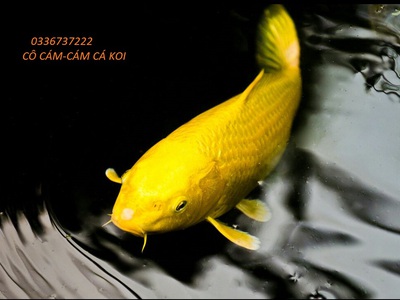 Cho thuê pjongf khép kín chính chủ t2 2785