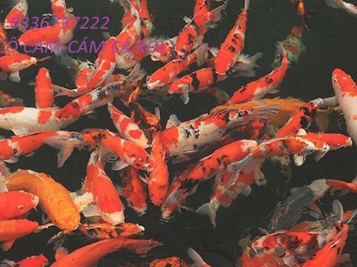 Cho thuê pjongf khép kín chính chủ t2 2794