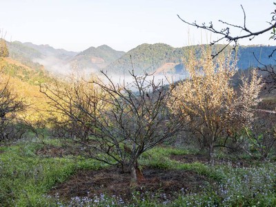 Tour Mộc Châu đầu xuân năm mới 6