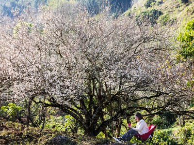 Tour Mộc Châu đầu xuân năm mới 7