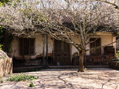 Tour Mộc Châu đầu xuân năm mới 8