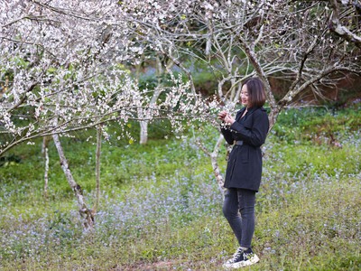 Tour Mộc Châu đầu xuân năm mới 5