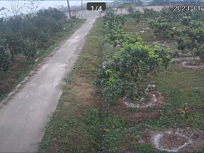 Nhượng trang trại 3,5 ha đang cho thu hoạch tại yên định  thanh hóa 8 tỷ 1