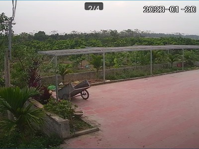 Nhượng trang trại 3,5 ha đang cho thu hoạch tại yên định  thanh hóa 8 tỷ 2